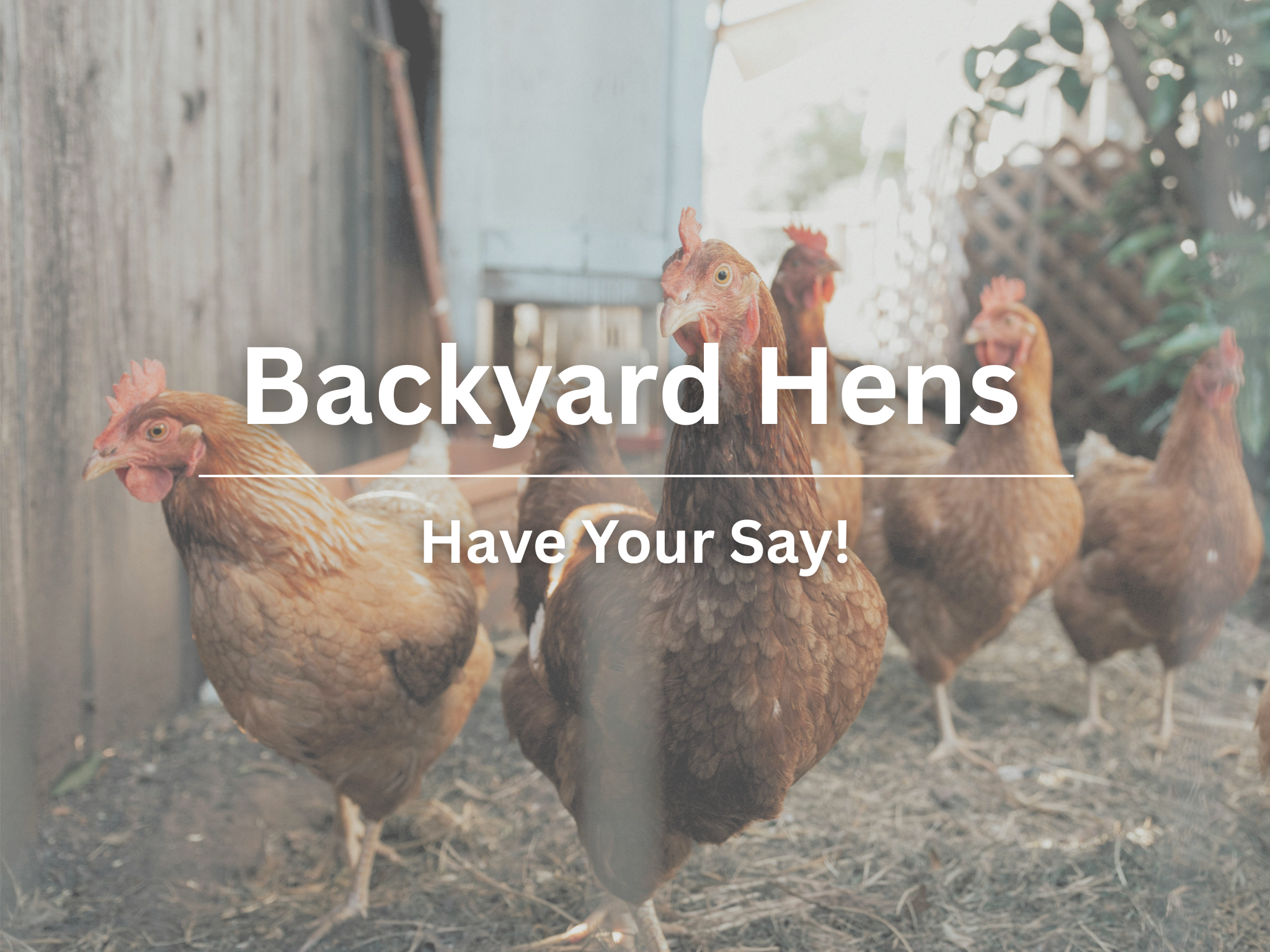 Back Yard Hens